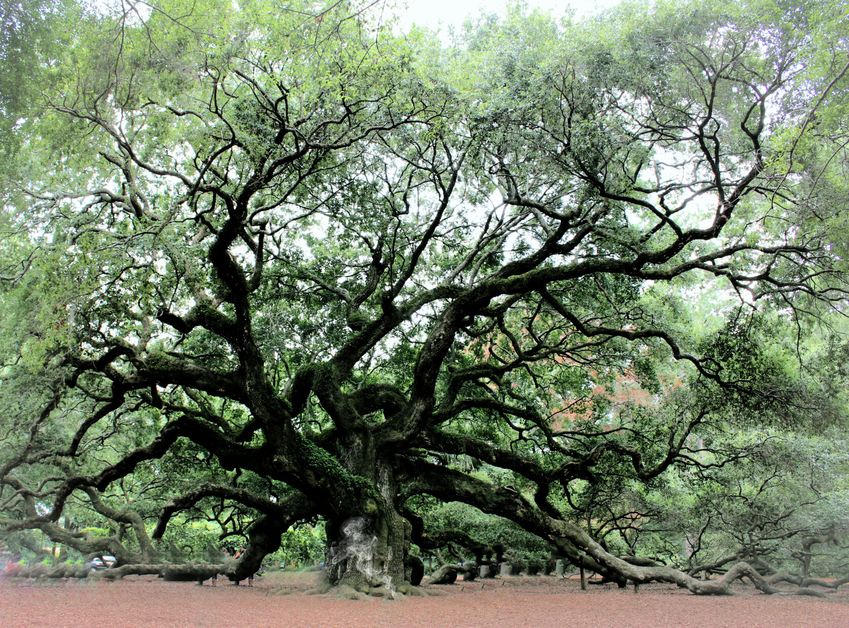 Angel Oak